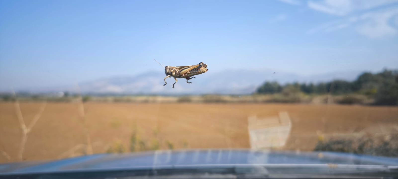 Grasshopper